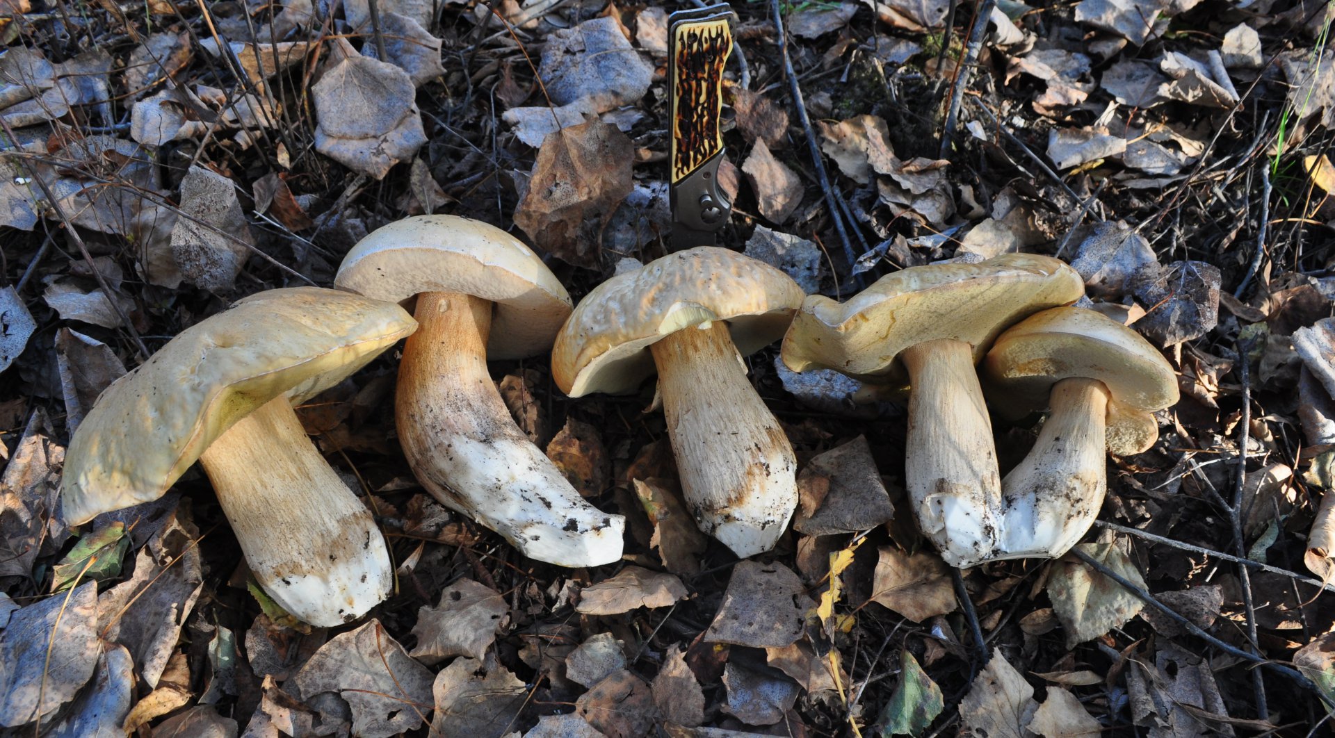 DSC_1632.JPG