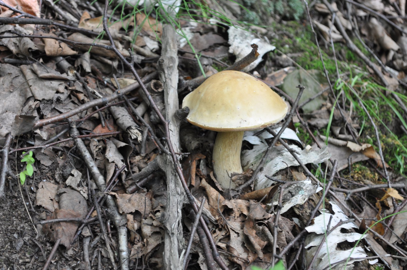 DSC_1648.JPG