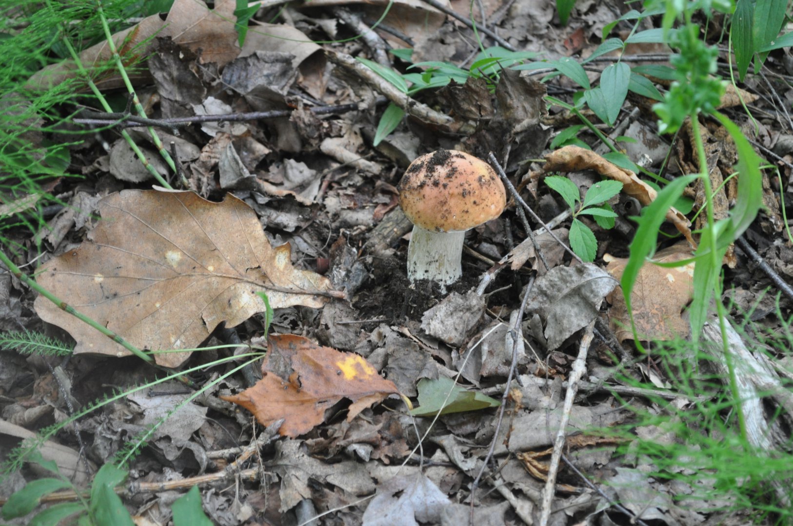 DSC_1657.JPG