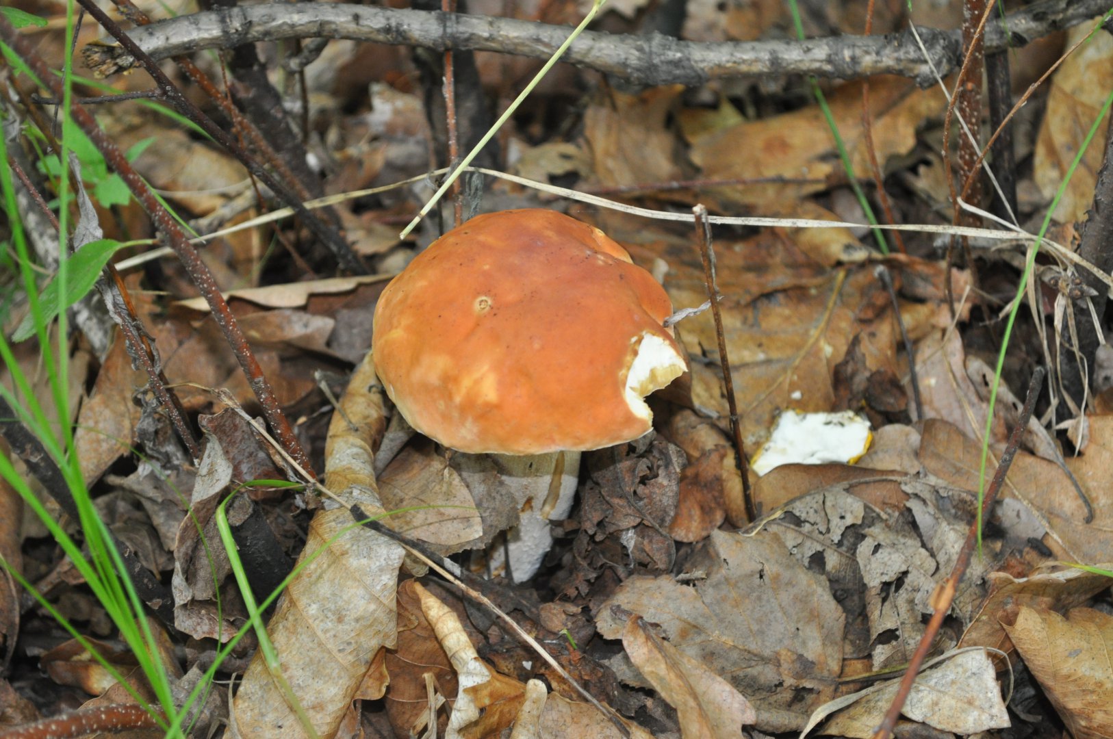 DSC_1660.JPG