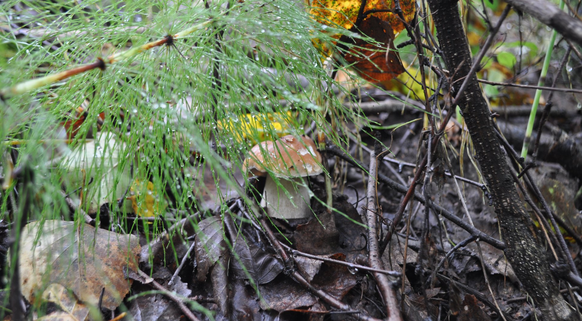 DSC_1669.JPG