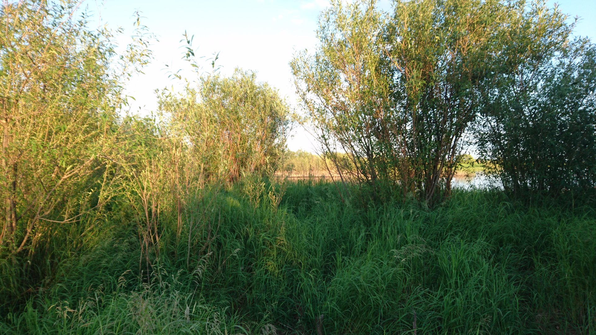 DSC_1700.JPG