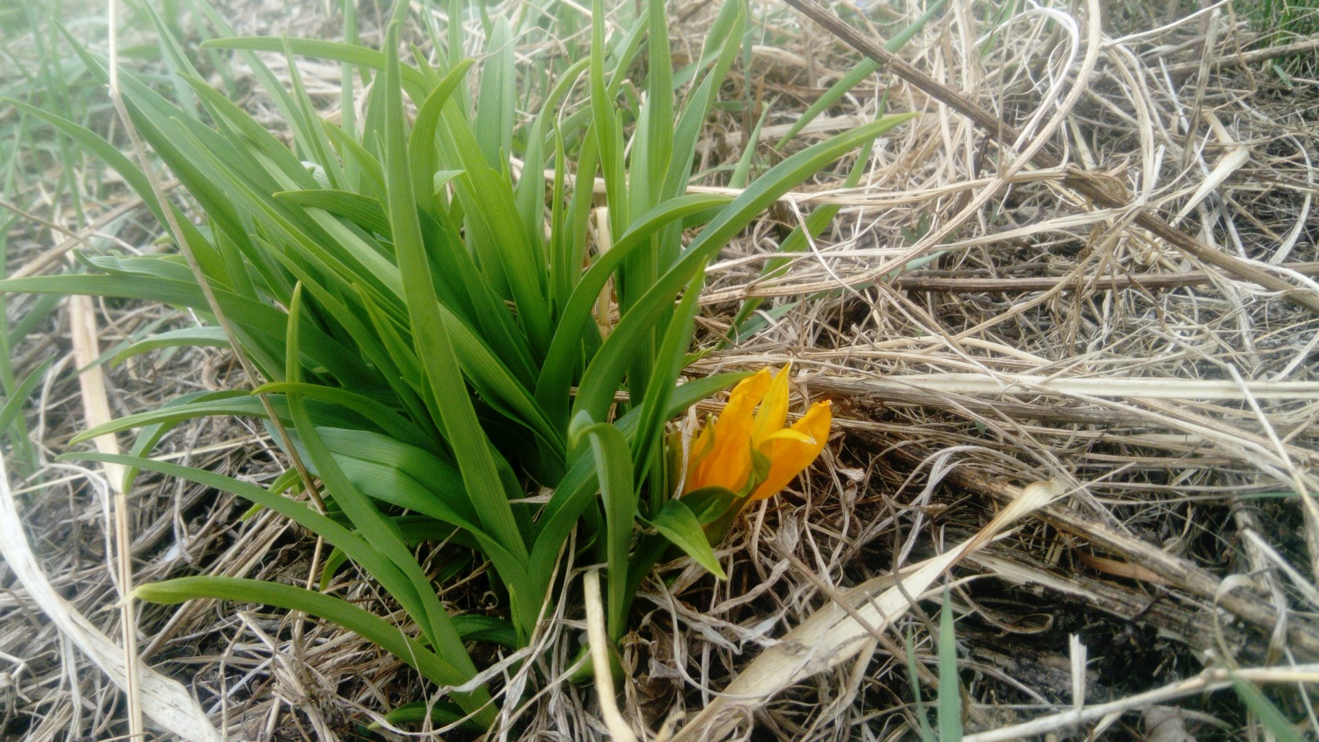 DSC_1703.JPG