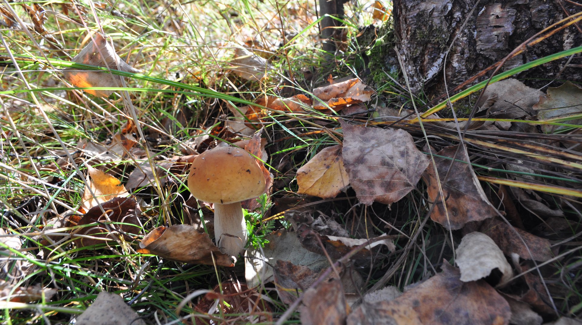 DSC_1714.JPG