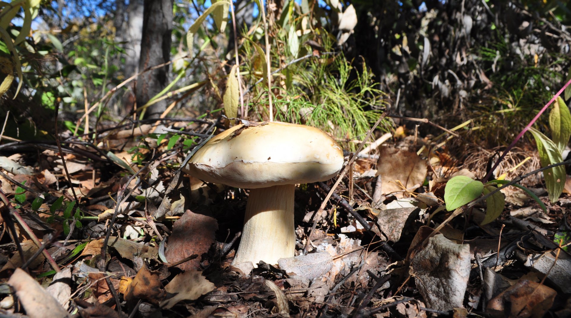 DSC_1721.JPG