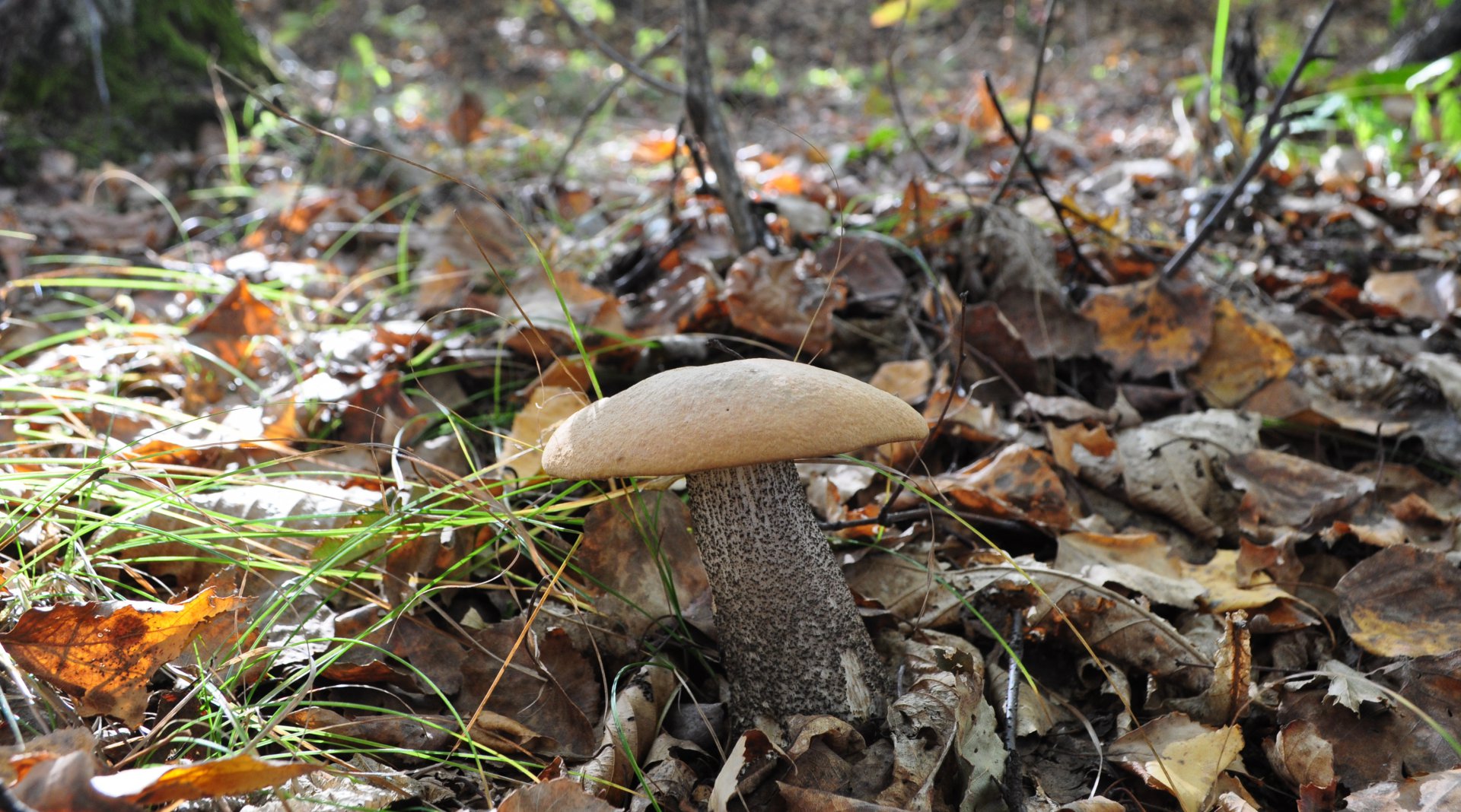 DSC_1733.JPG