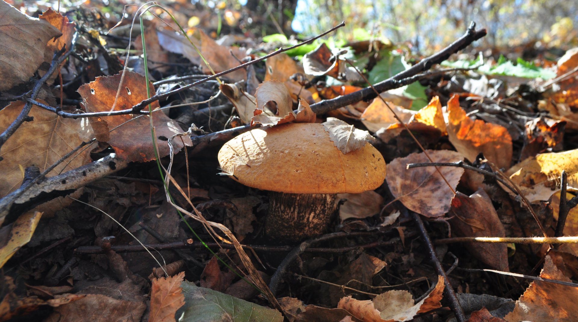 DSC_1769.JPG