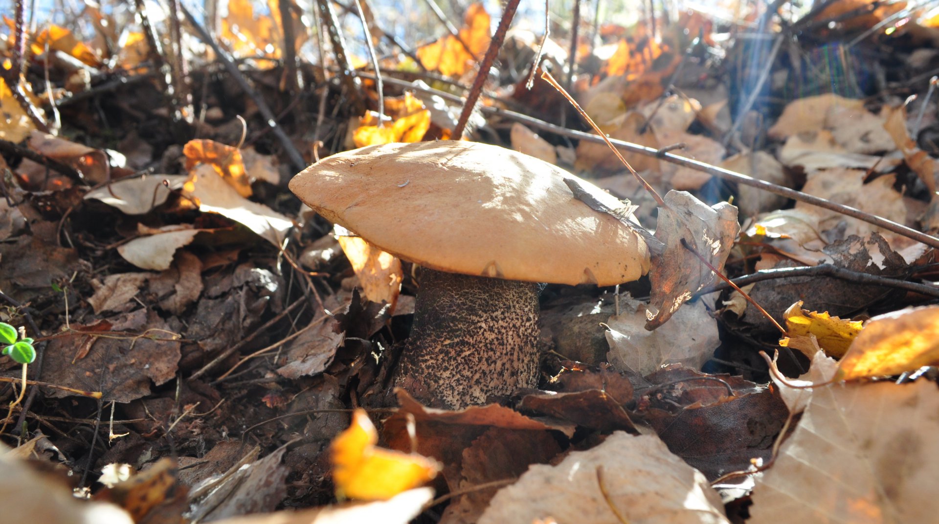 DSC_1776.JPG