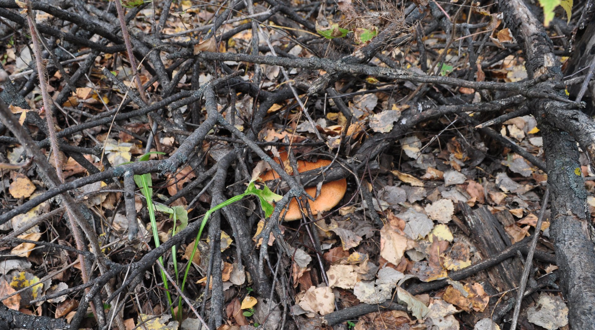 DSC_1777.JPG