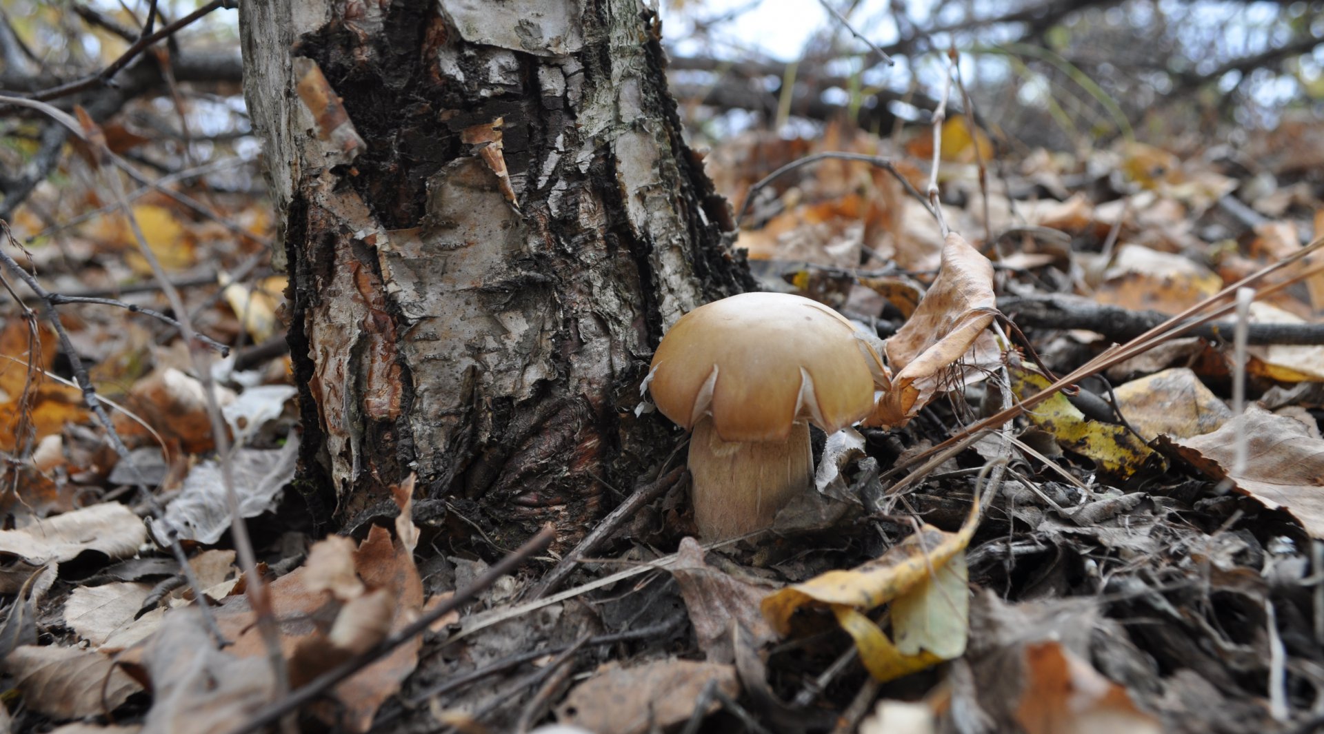 DSC_1791.JPG