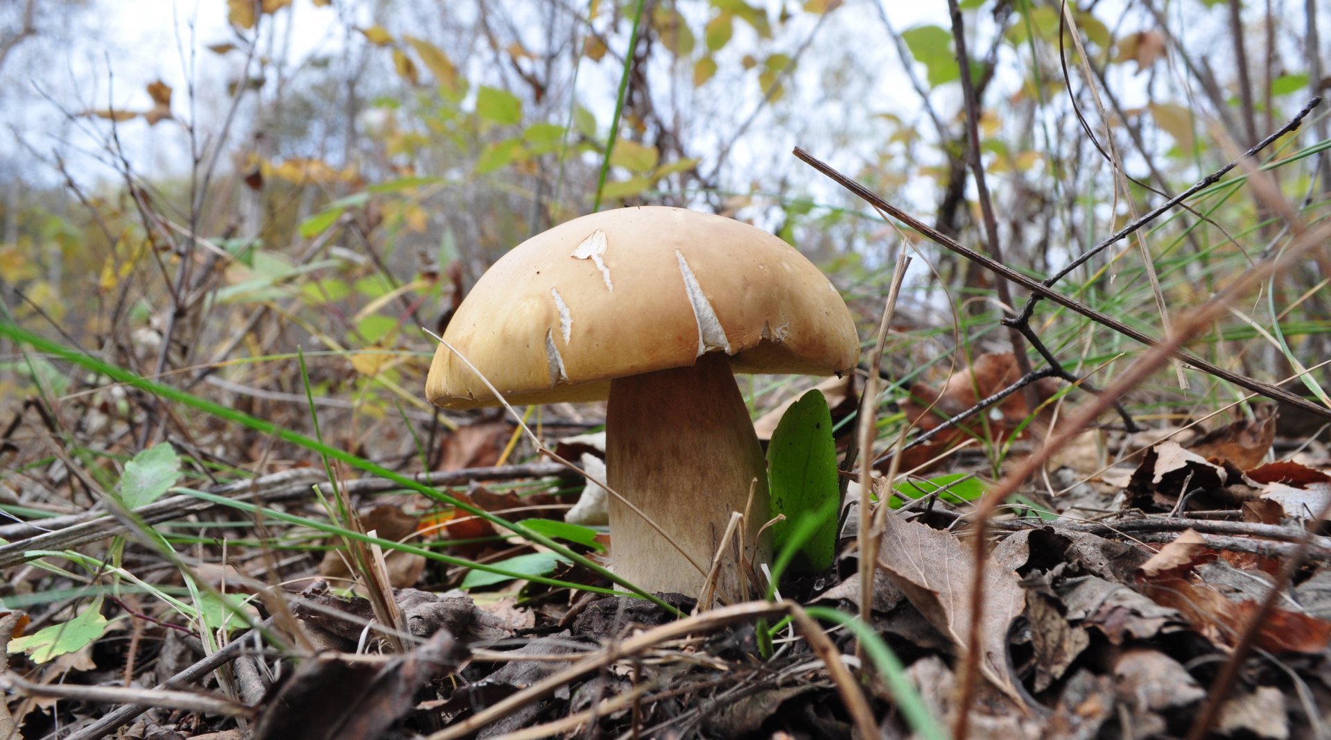 DSC_1797.JPG