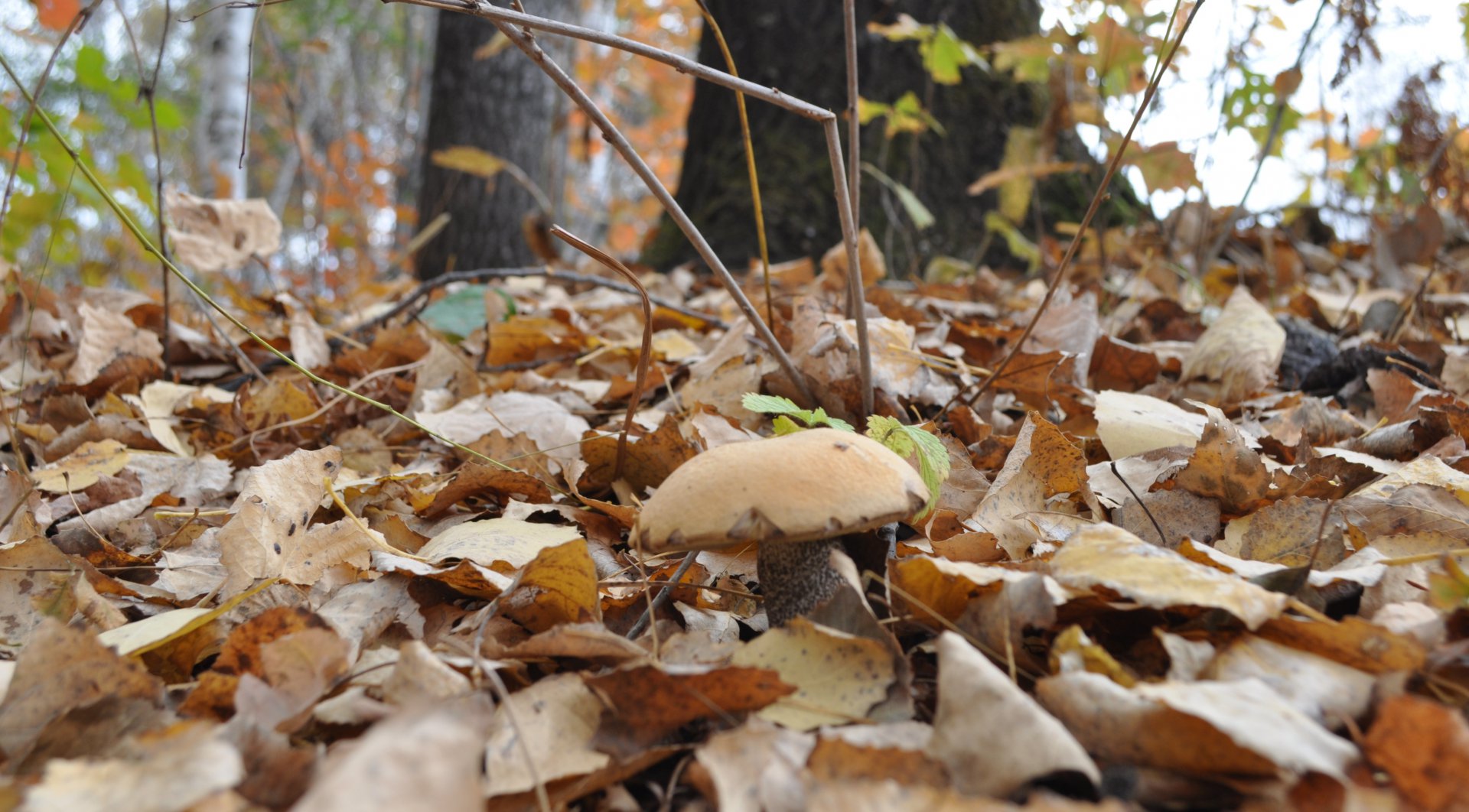 DSC_1803.JPG