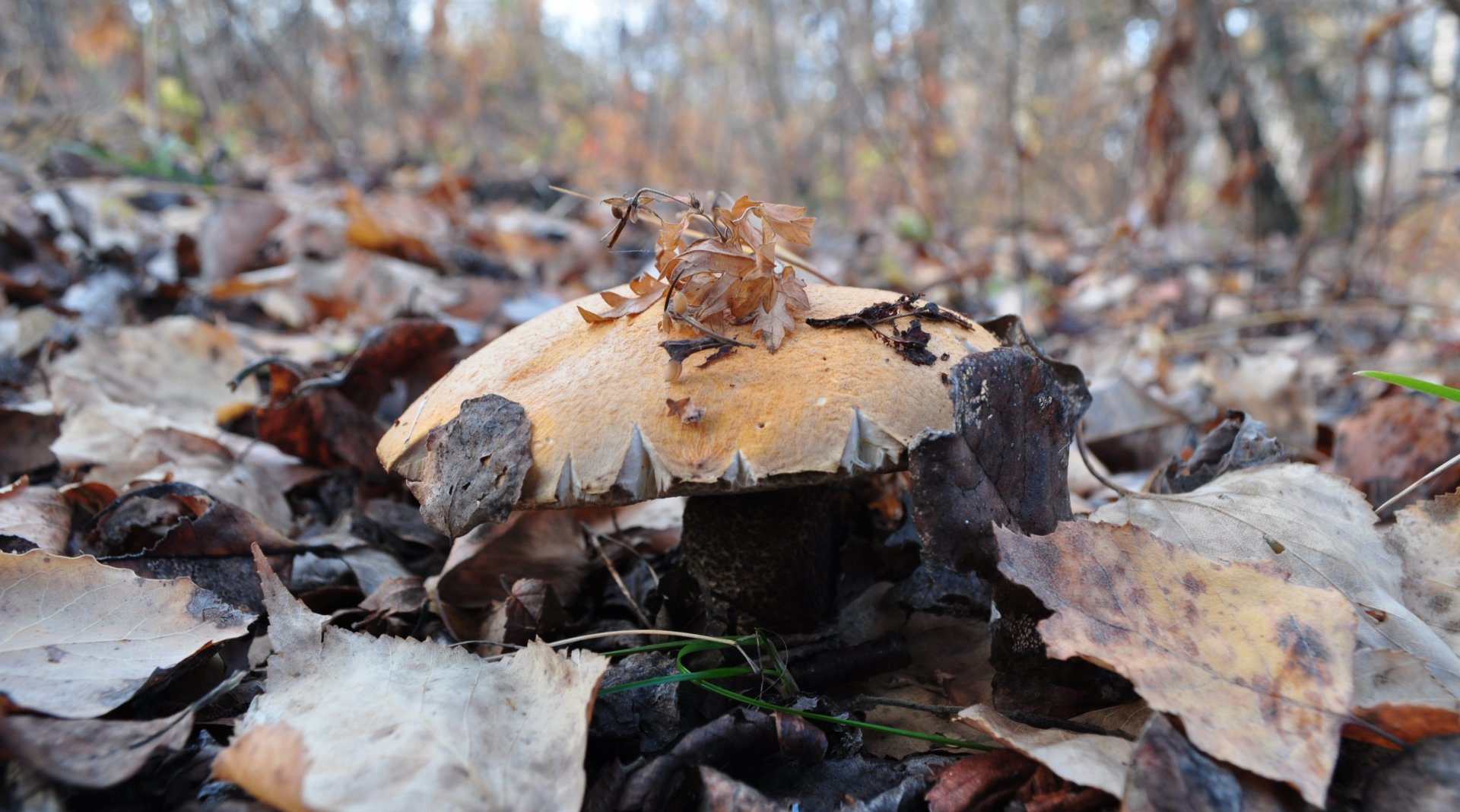 DSC_1816.JPG