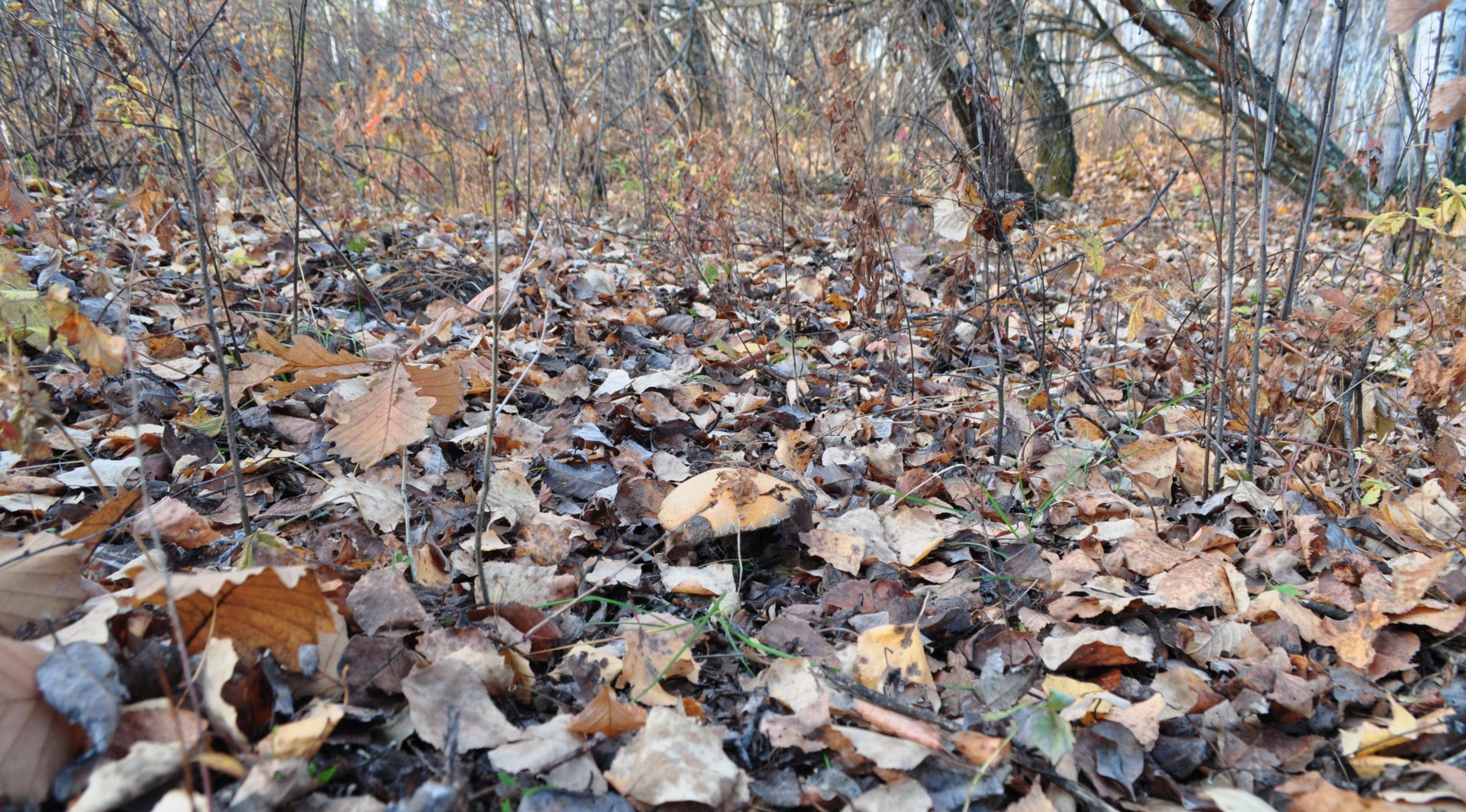 DSC_1817.JPG