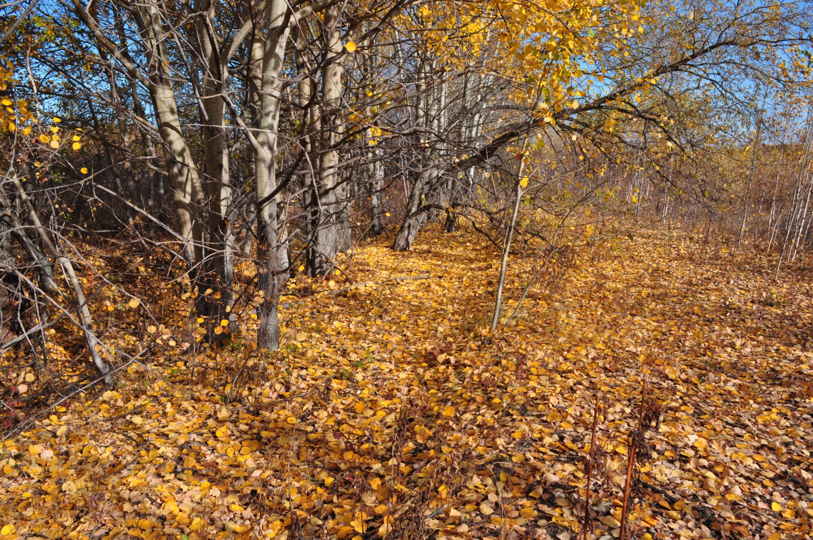 DSC_1825.JPG