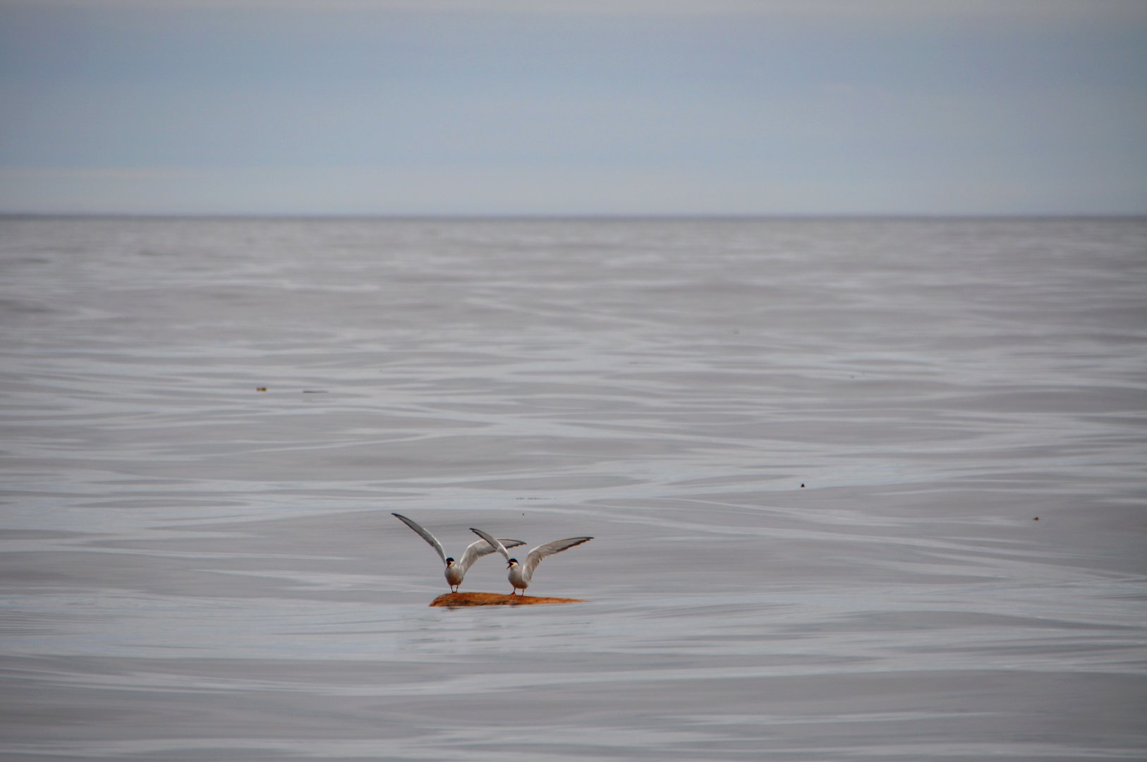 DSC_1834.JPG