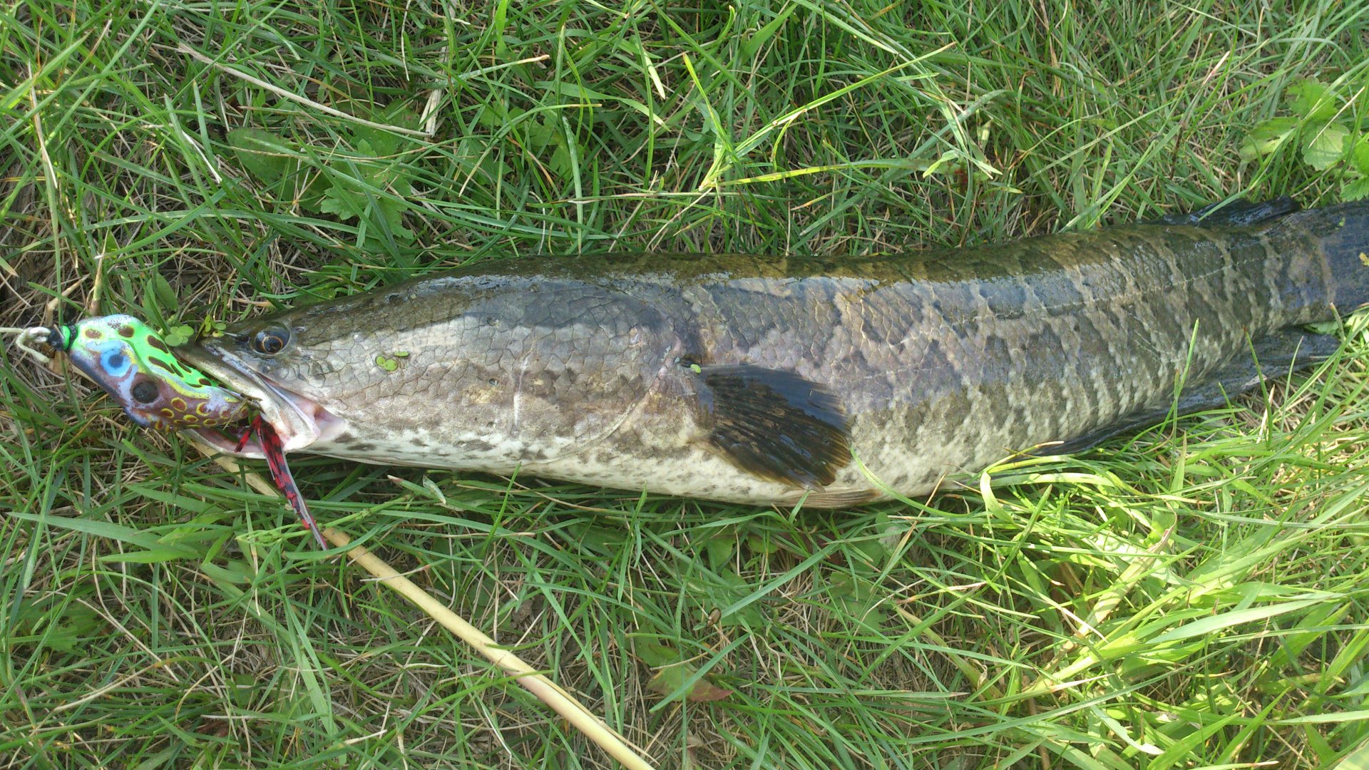 DSC_2152.jpg