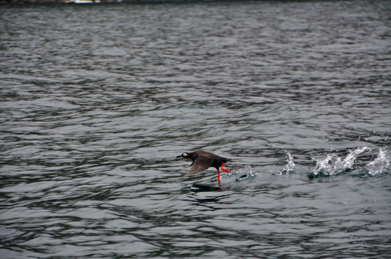 DSC_2511.JPG