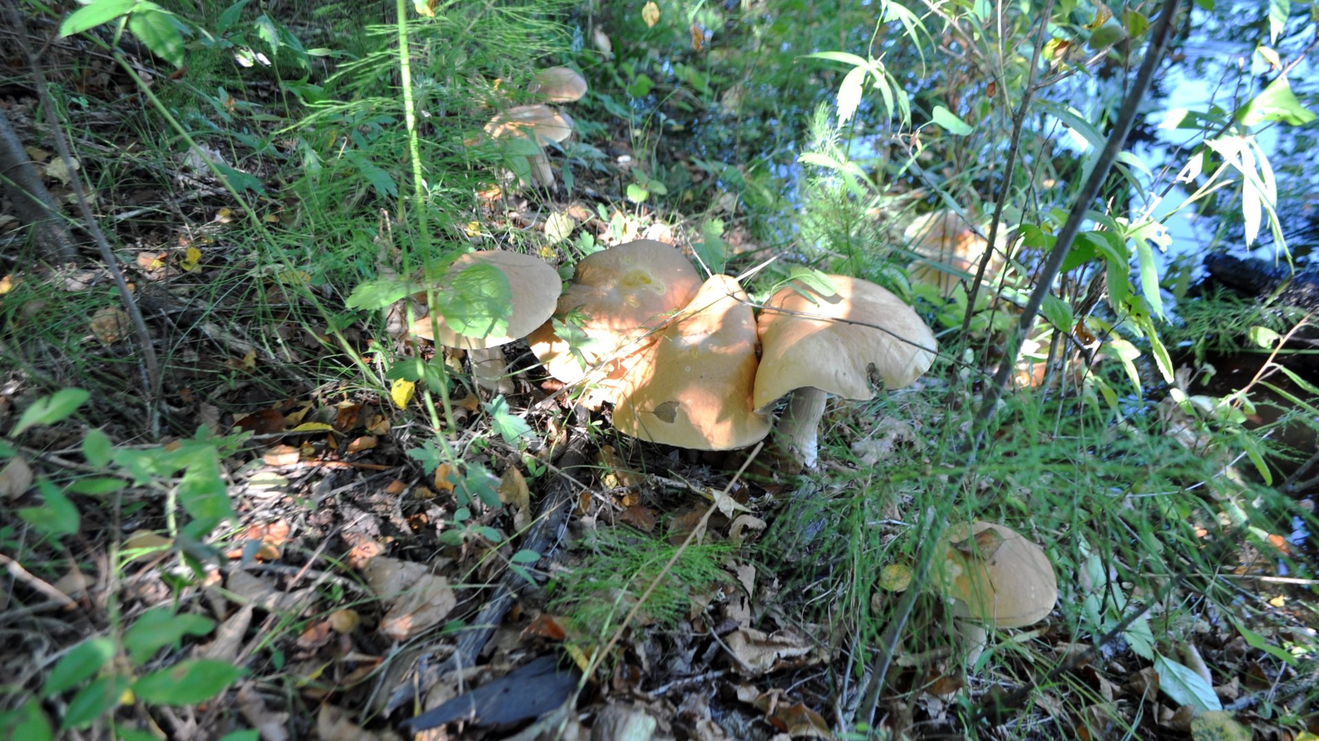 DSC_3920.JPG