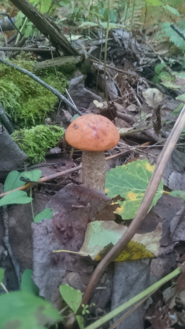 DSC_4075.JPG