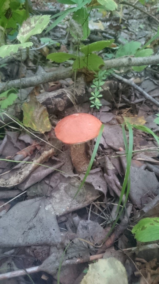DSC_4076.JPG
