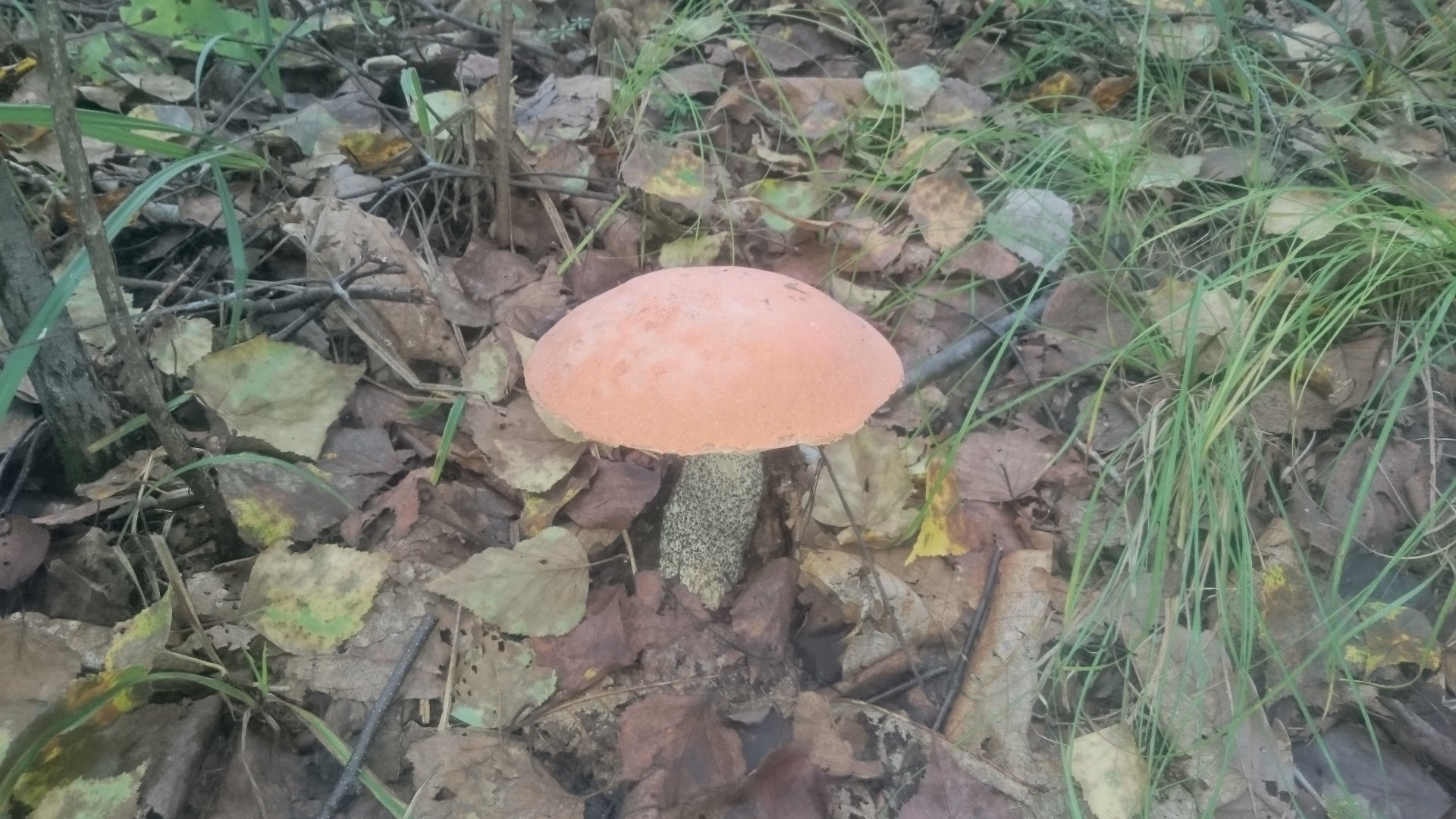 DSC_4080.JPG