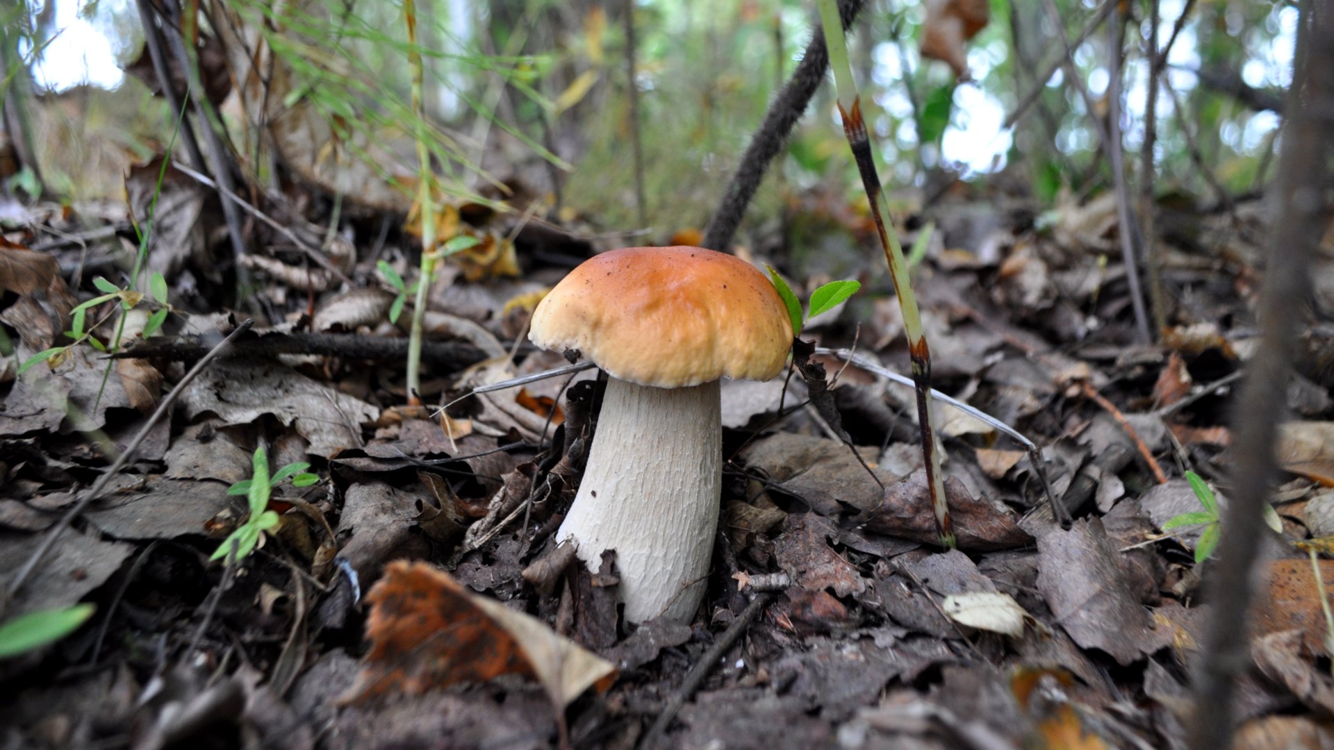 DSC_4272.JPG
