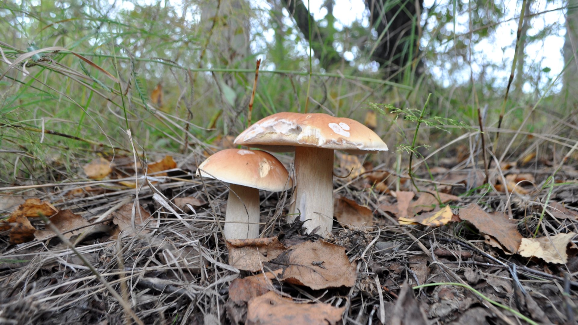 DSC_4276.JPG