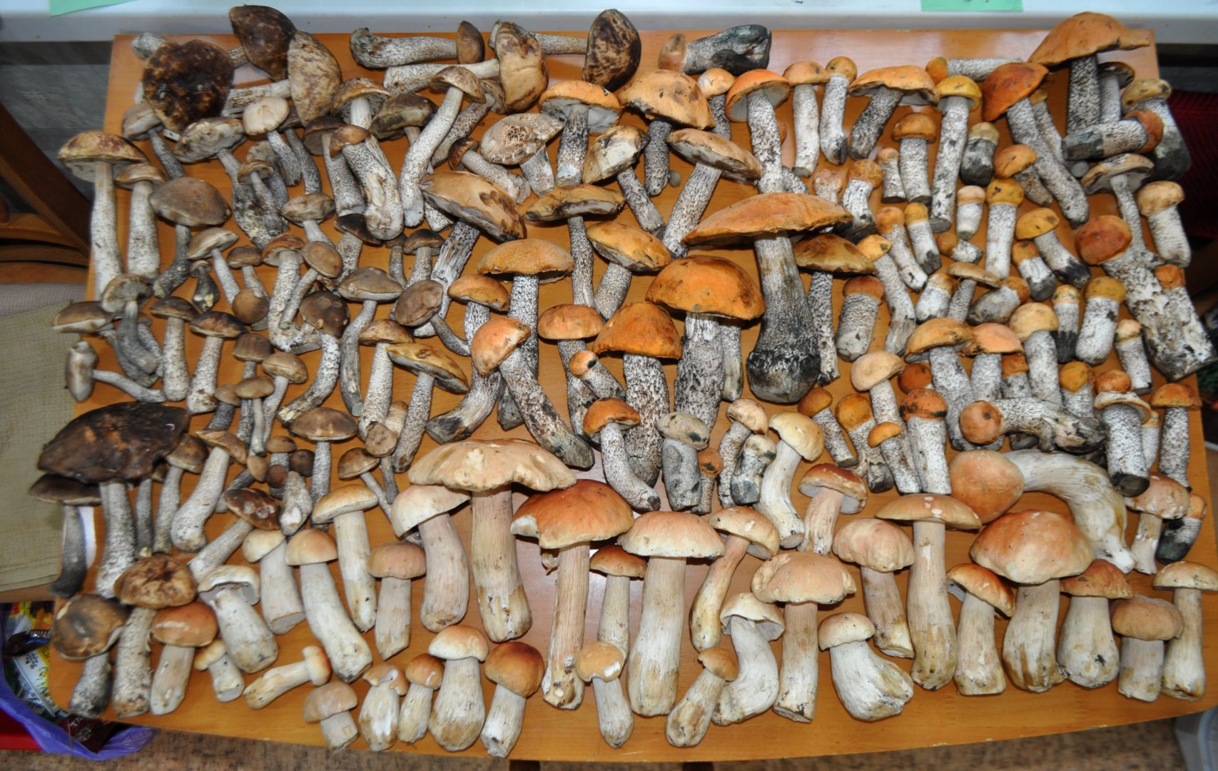 DSC_4305.JPG