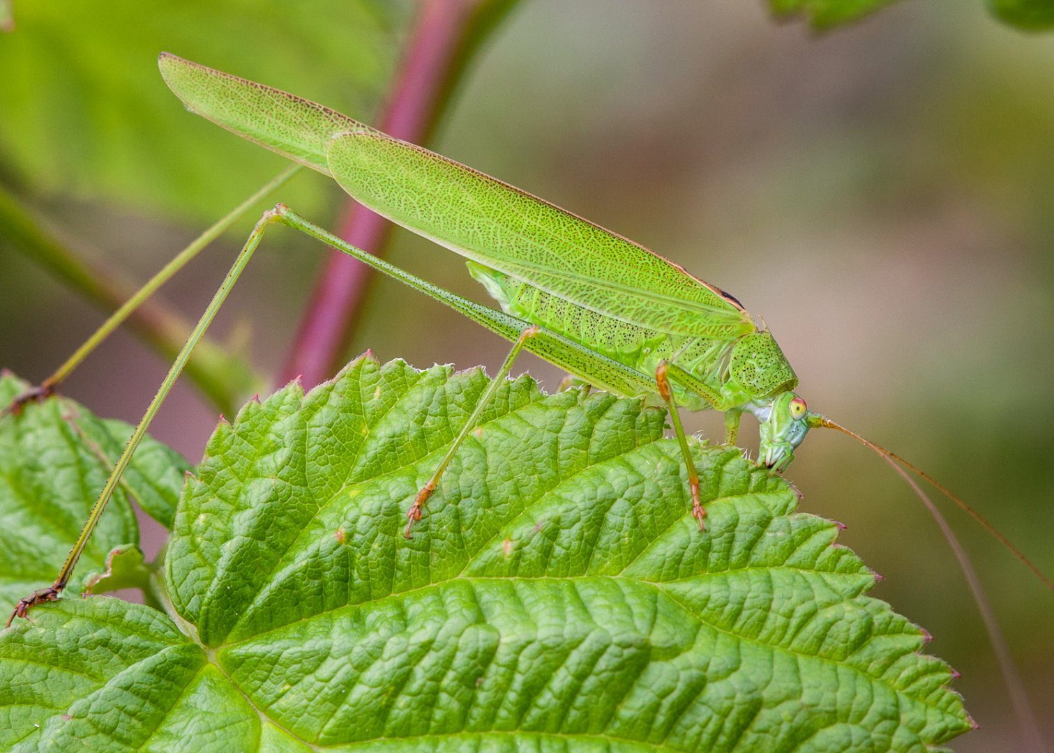 DSC_5896.jpg