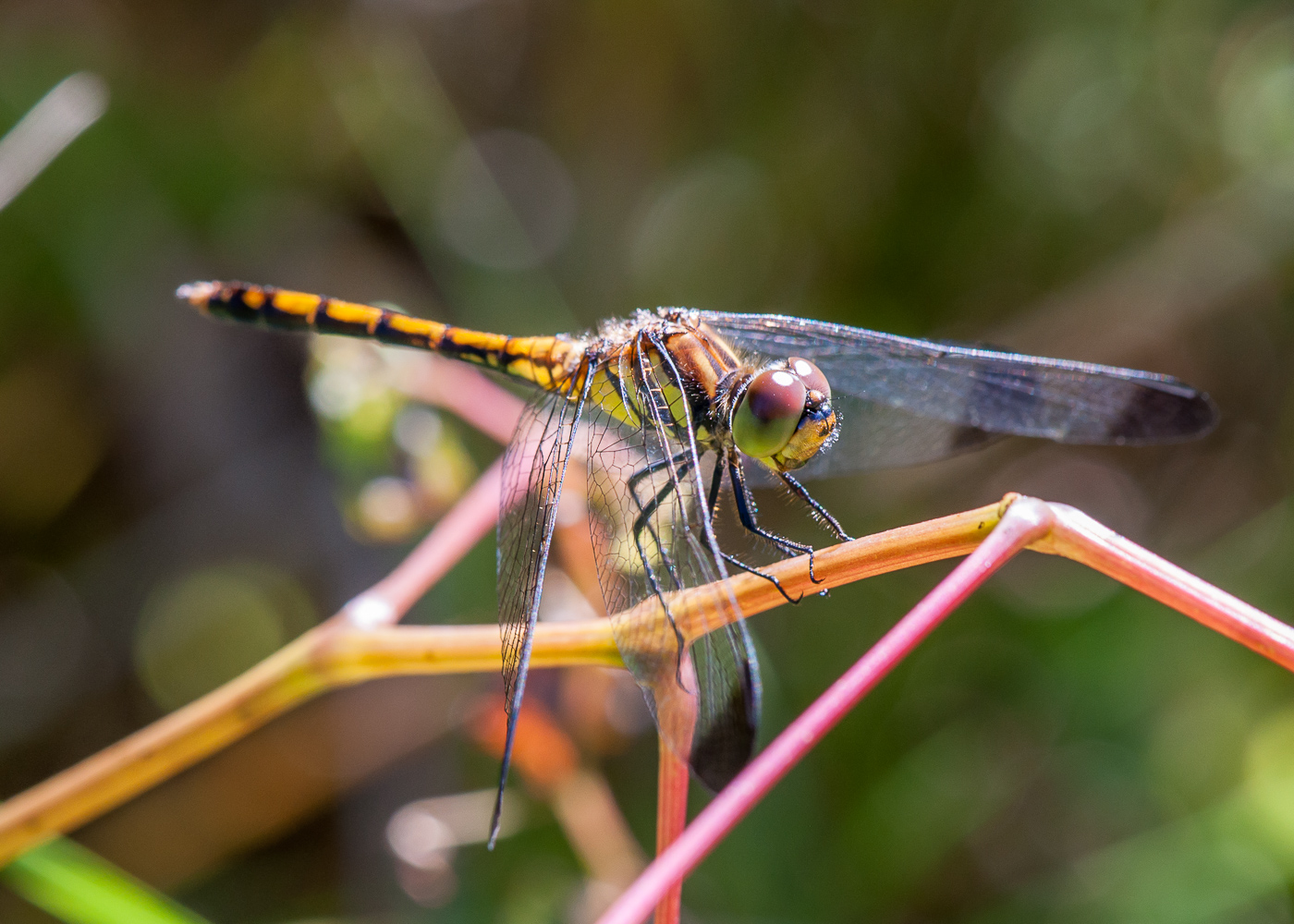 DSC_6087.JPG