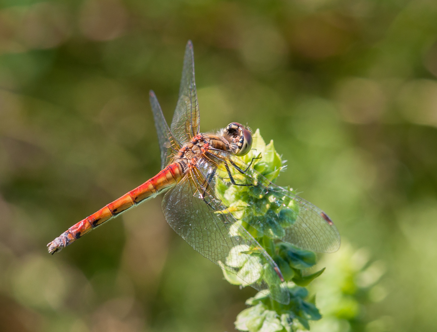 DSC_6133.JPG