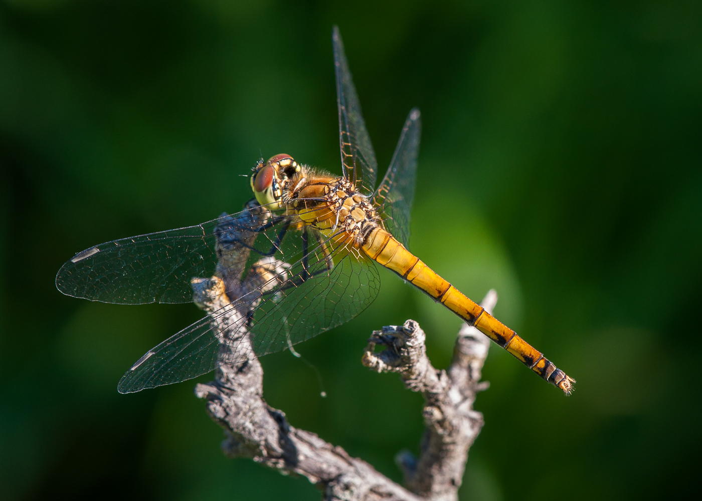 DSC_6158.JPG