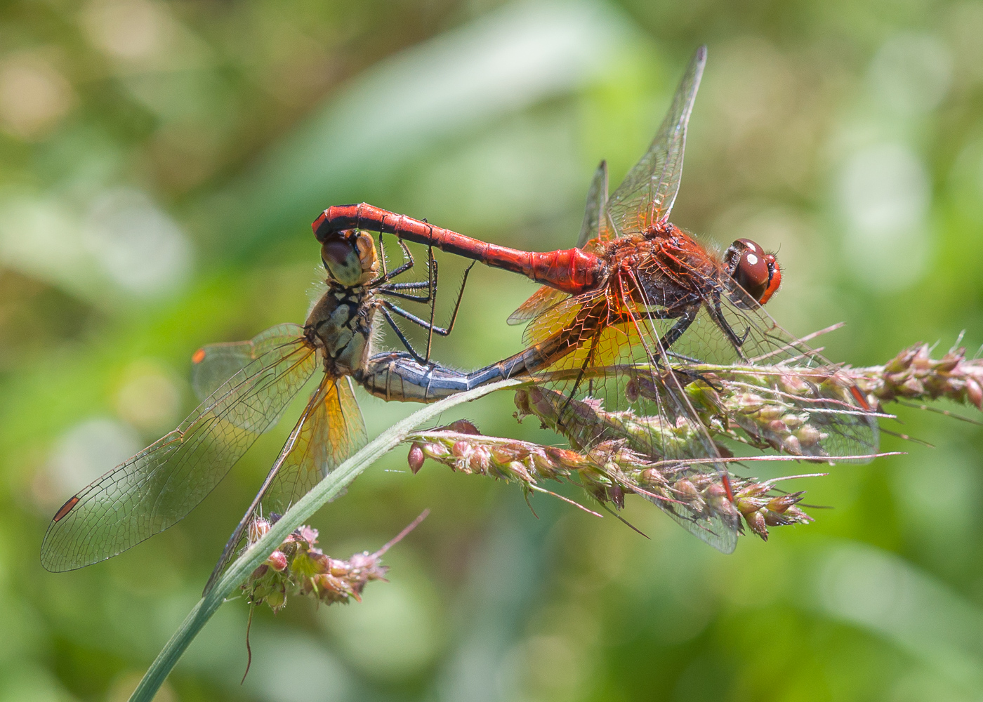 DSC_6864.JPG