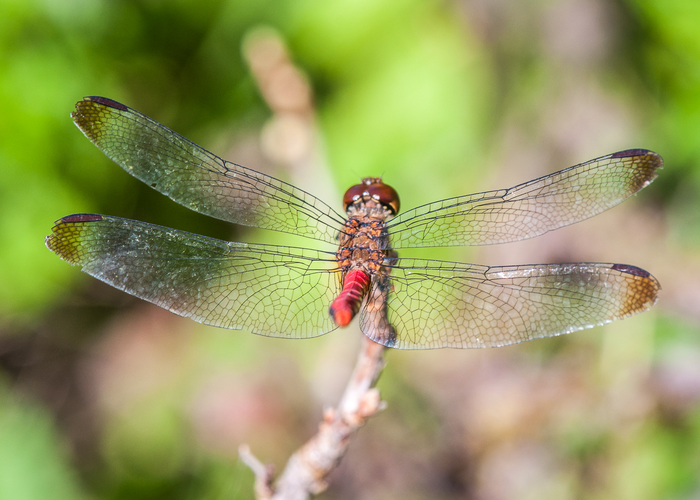 DSC_7073.JPG