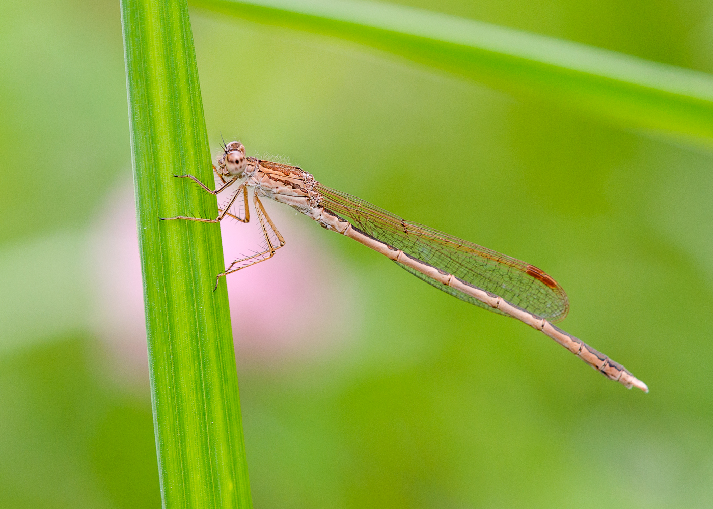 DSC_7323.JPG