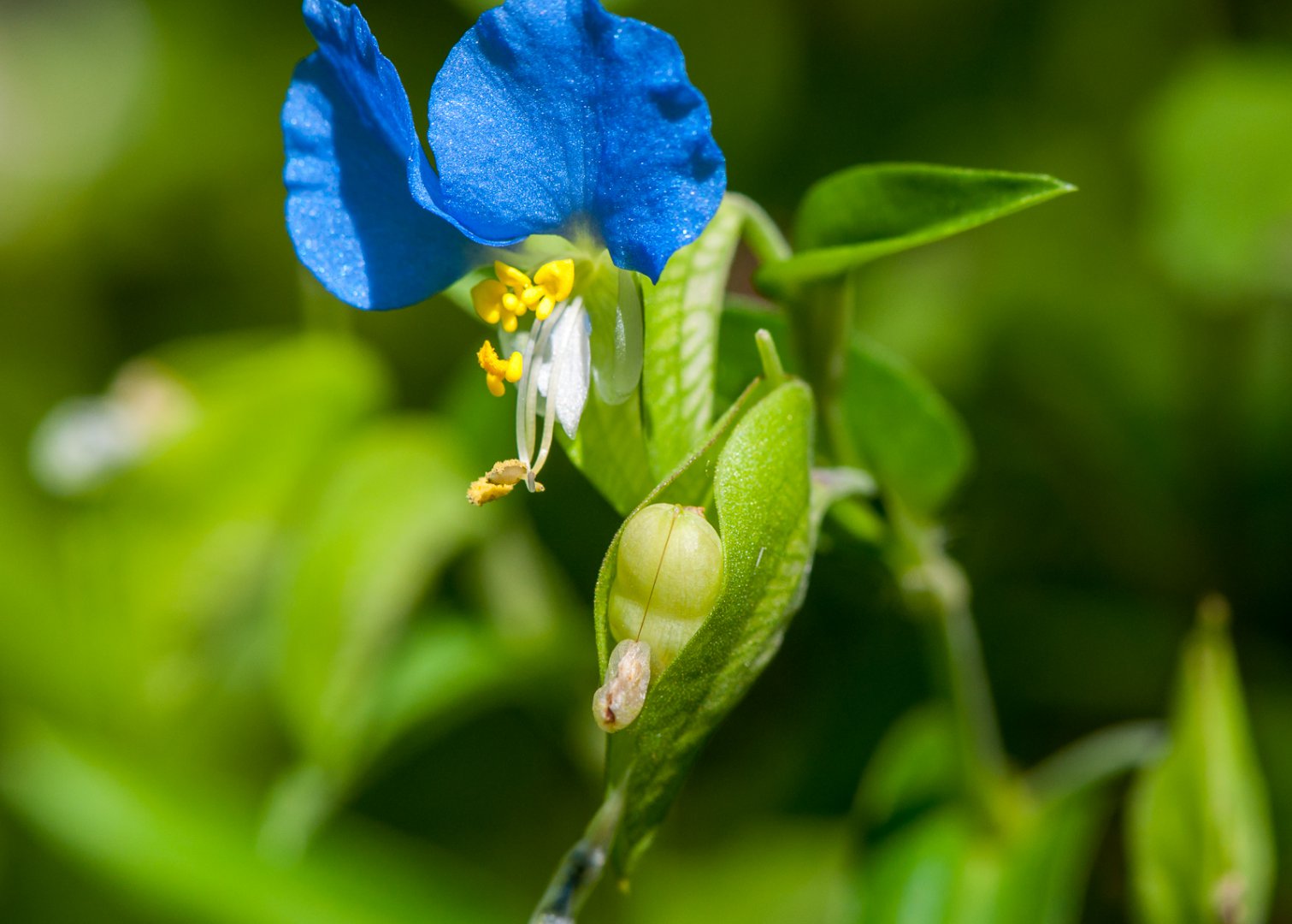 DSC_7703.JPG