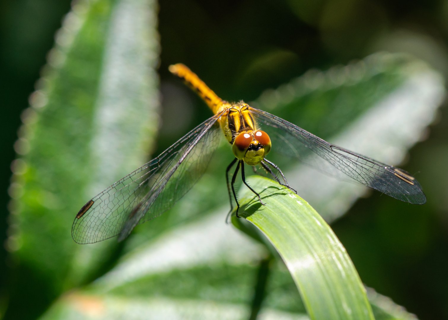DSC_7714.JPG