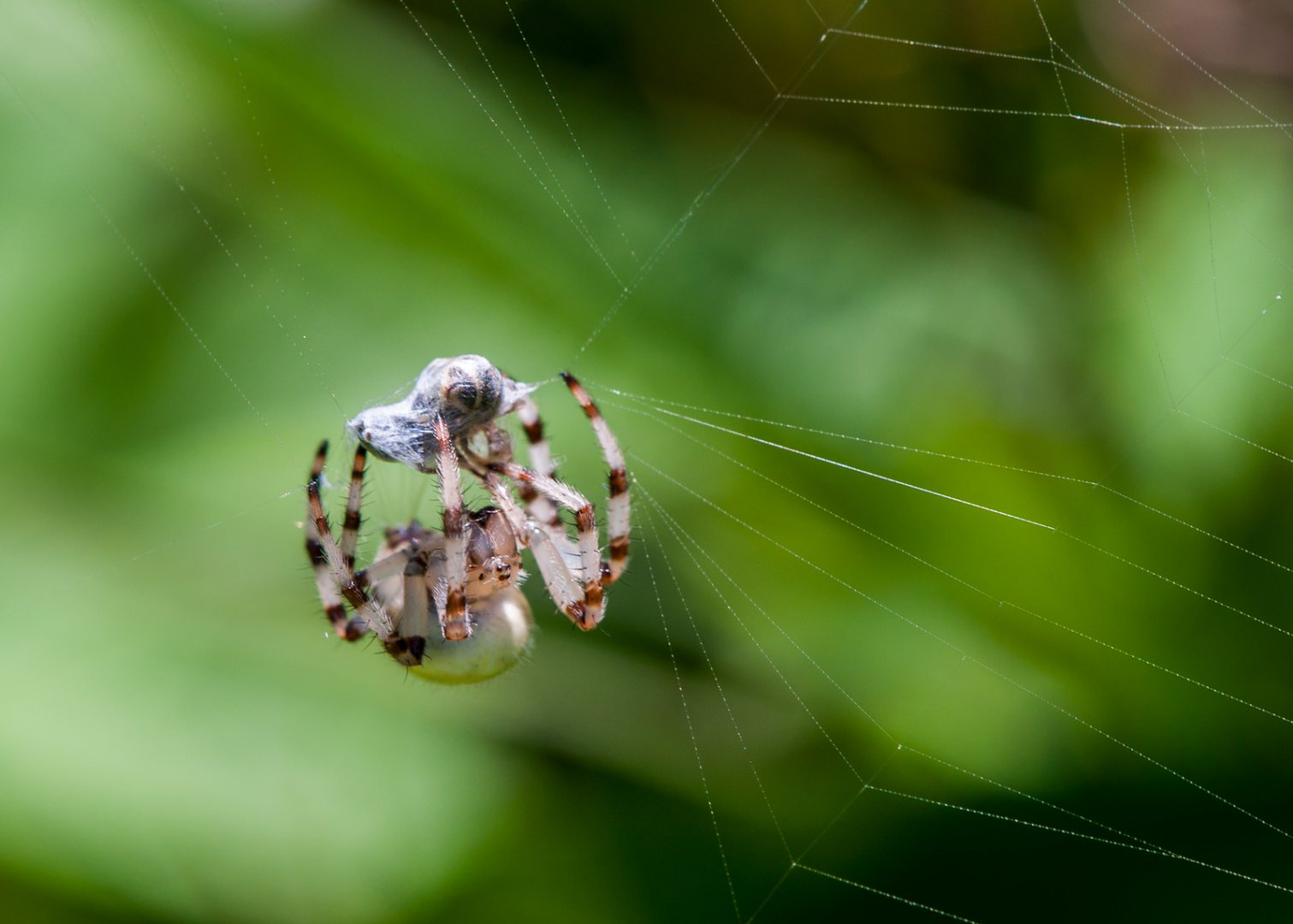 DSC_7738.JPG