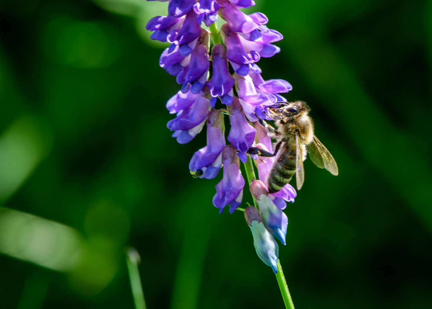 DSC_7768.JPG
