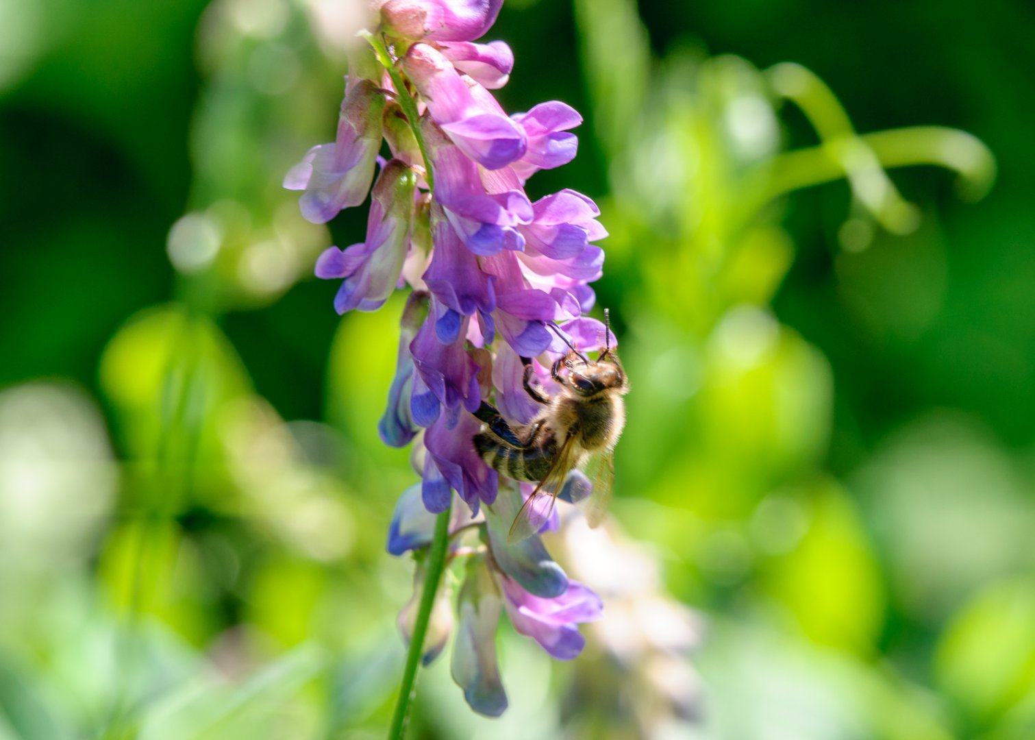 DSC_7788.JPG