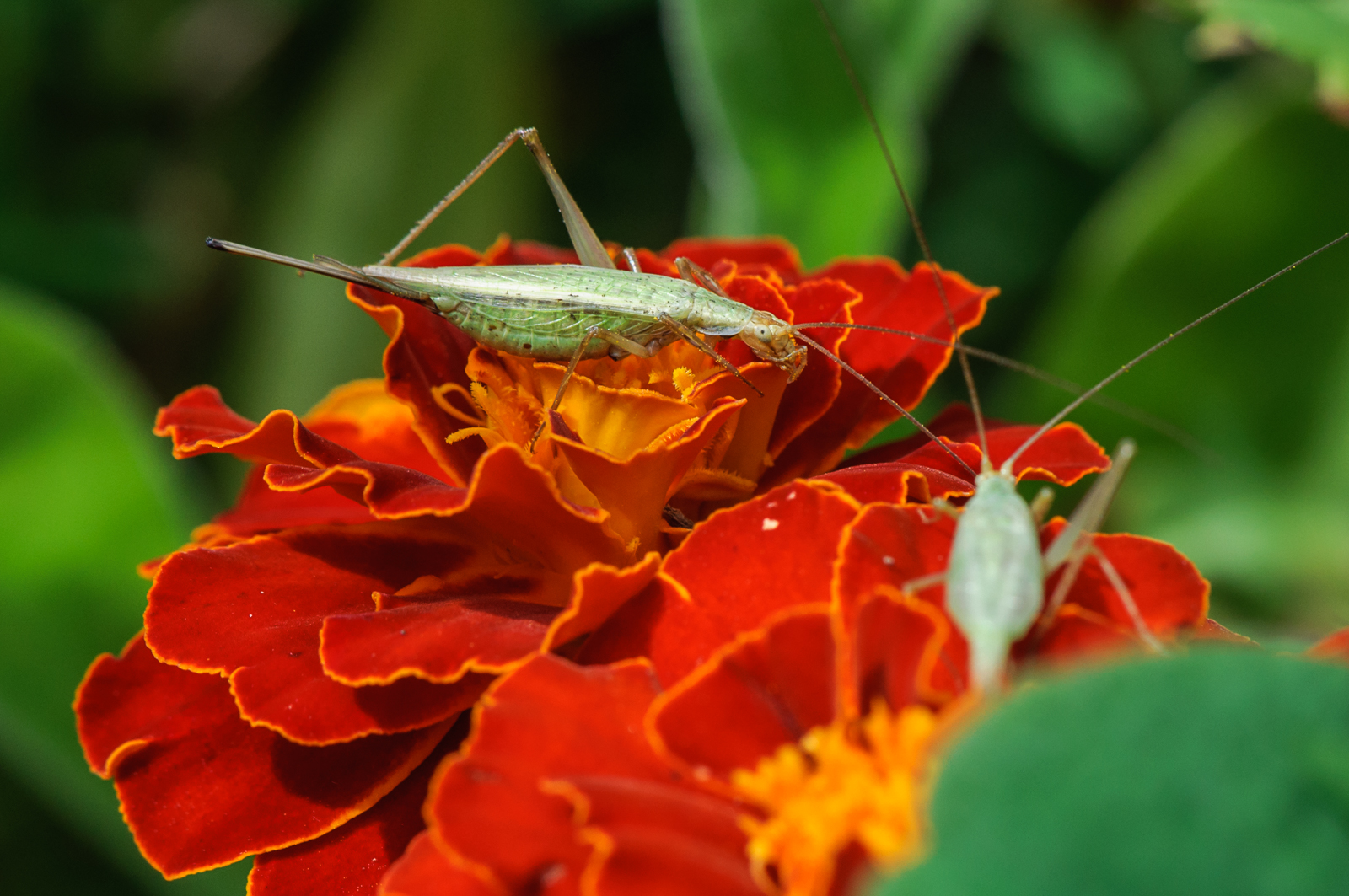 DSC_8052.jpg
