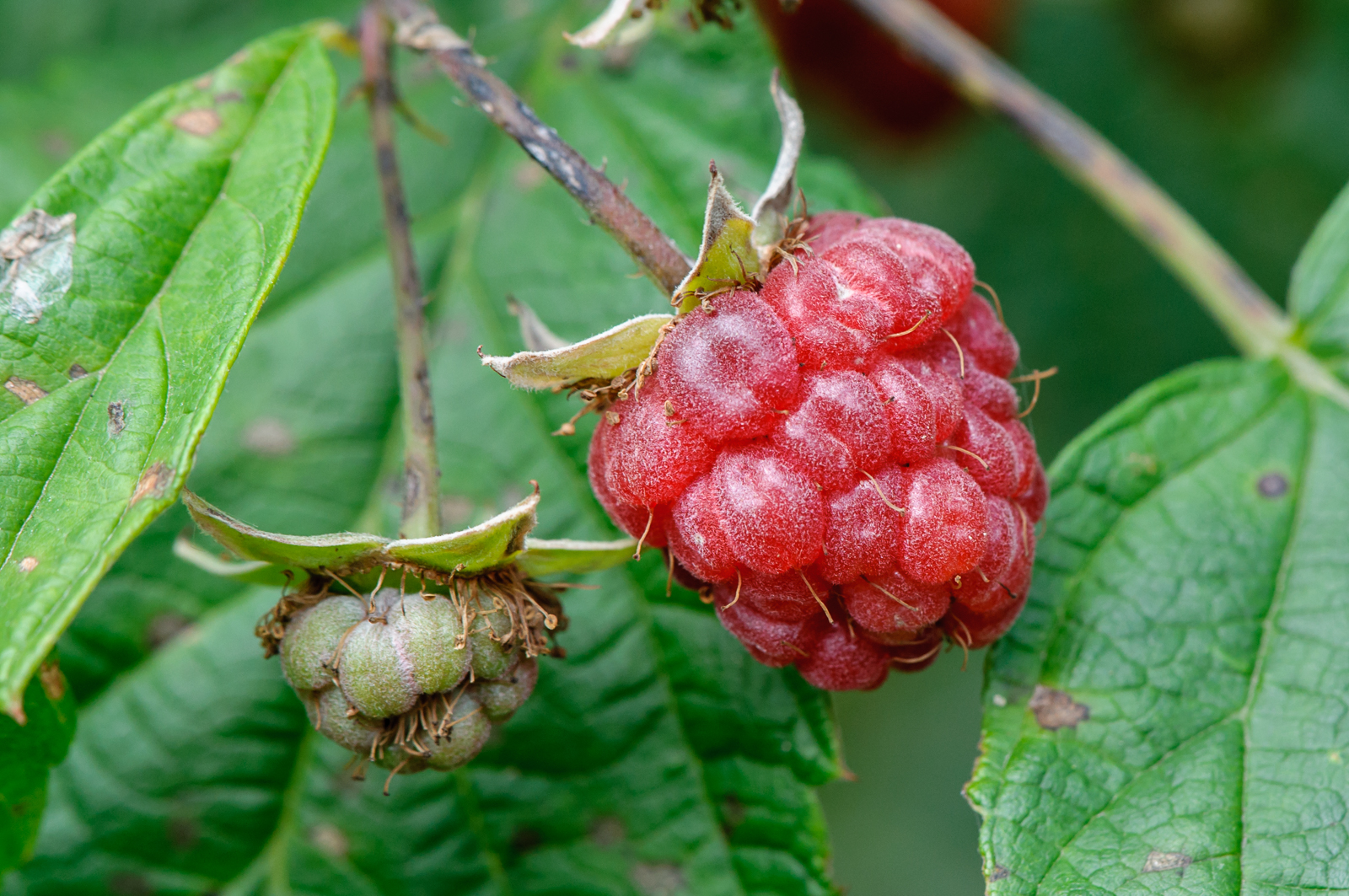 DSC_8164.jpg