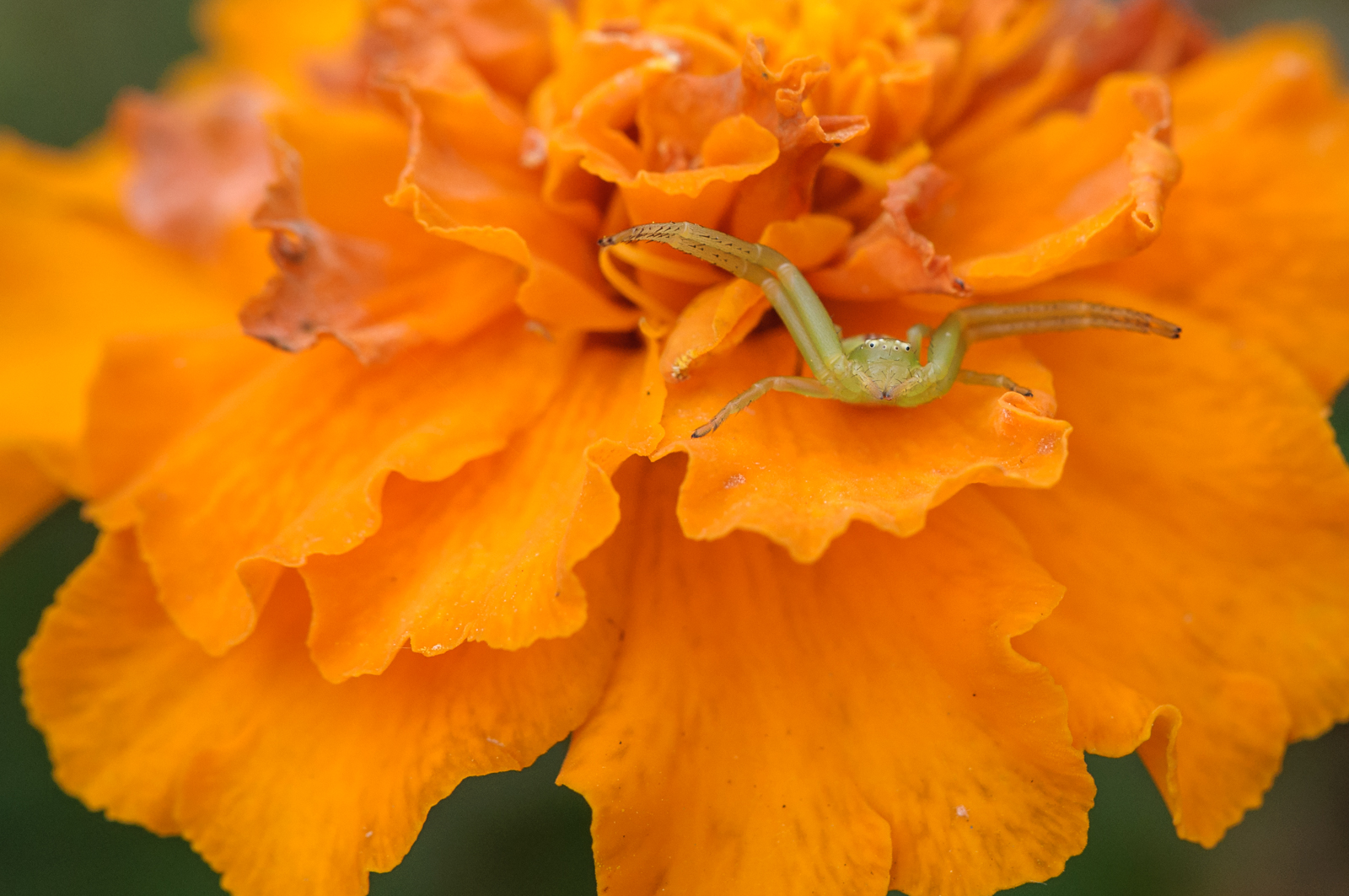 DSC_8186.jpg
