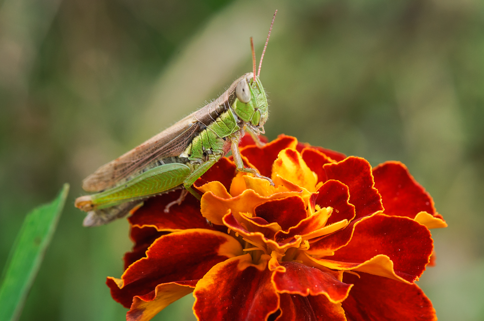DSC_8230.jpg