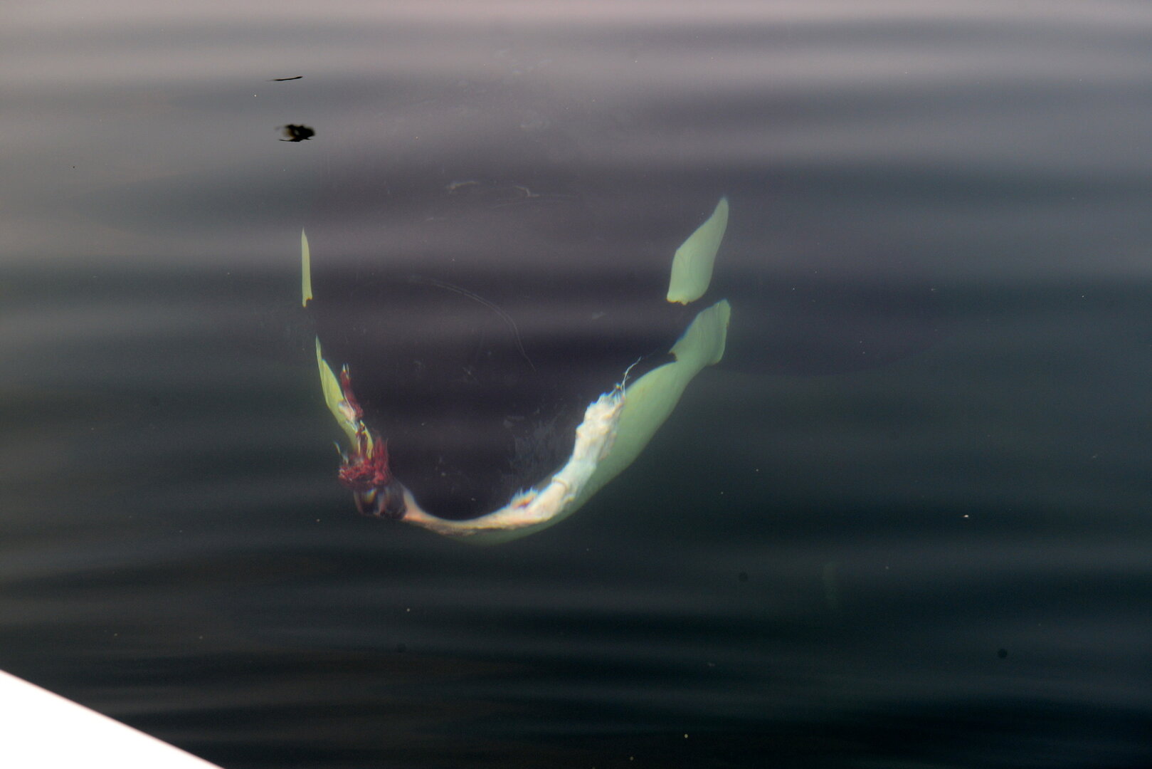 DSC_9583_новый размер.JPG