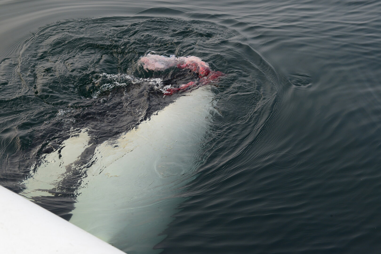 DSC_9586_новый размер.JPG