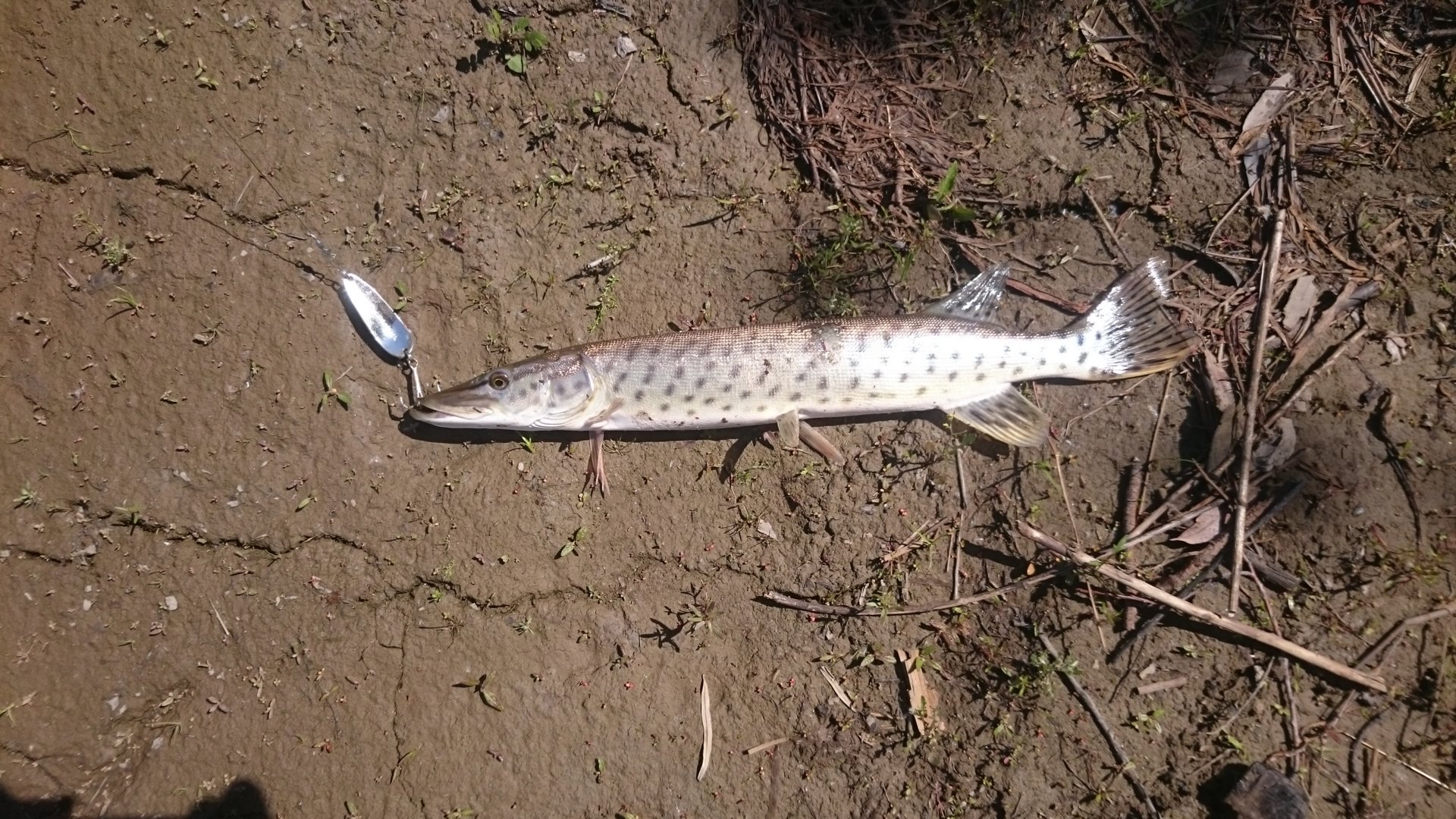 DSC_9675.JPG