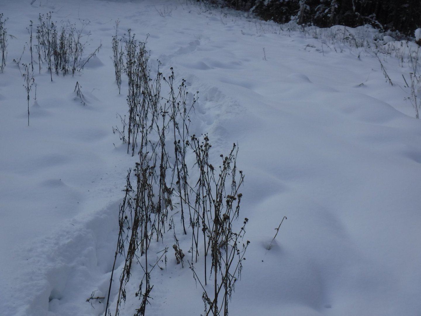 DSCF0012.JPG