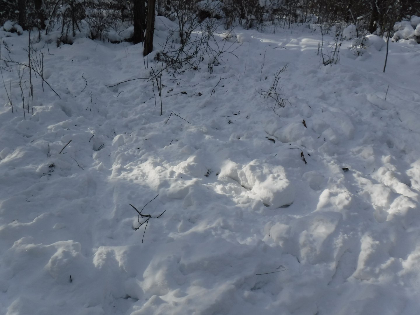DSCF0017.JPG